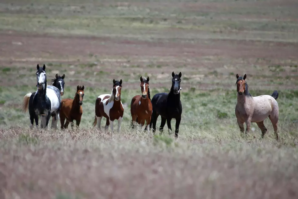 An Unknown Disease Has Killed 57 Wild Horses in Colorado