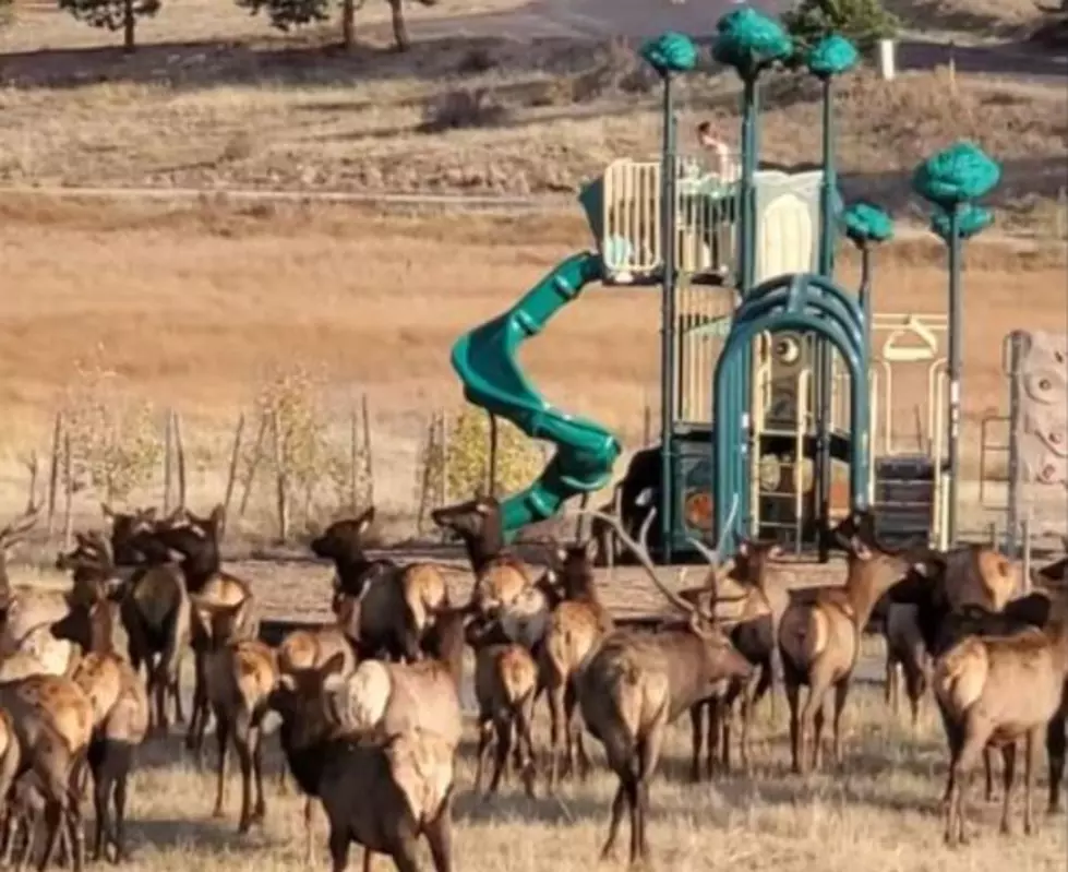 A Bunch Of Frisky Bull Elk Get Rowdy On Estes Park Playground