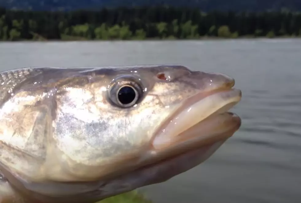 Colorado Racial Slur Fish Renamed To Something More Appropriate