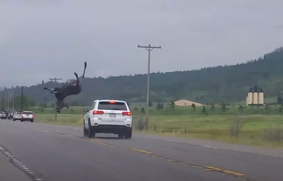Jeep vs Moose in Colorado, The Jeep Wins…Kinda