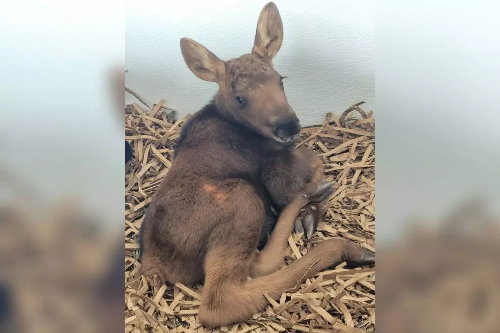 An Orphaned Moose Calf Has Been Rescued After Nederland Attack