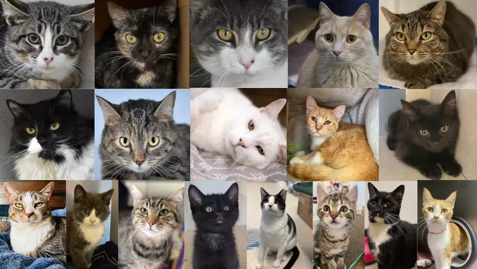 It’s National ‘Adopt A Cat’ Month: 50 Adorable Cats Up For Adoption In Northern Colorado