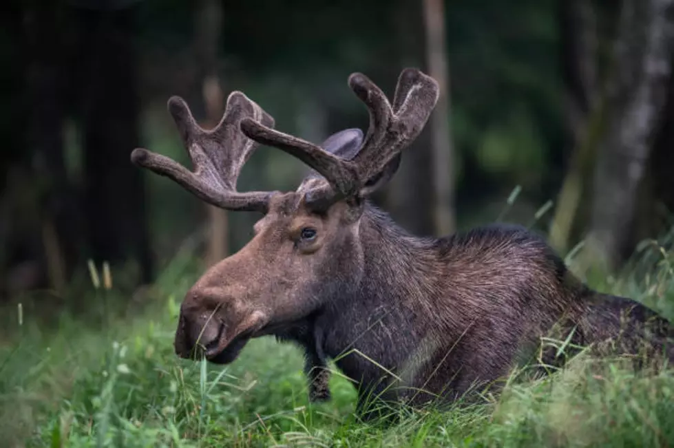 Moose Charges, Attacks Two Individuals &#038; Their Dog In Boulder County