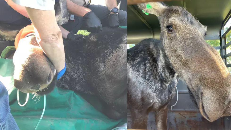 WATCH: 700-Pound Yearling Cow Moose Caught, Relocated Out Of Thornton