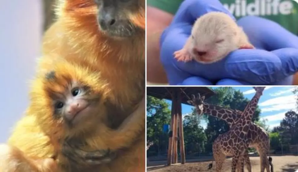 Cuteness Overload: Baby Fever Has Hit The Denver Zoo