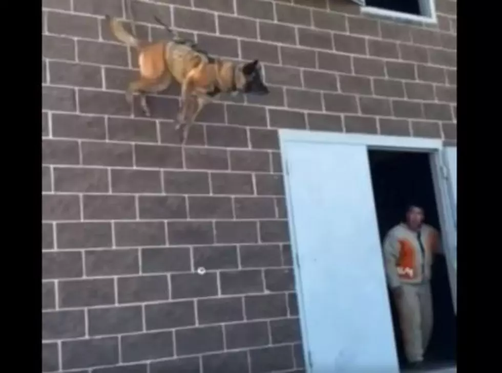 Colorado Superhero Dog Seen Rappelling Down Building