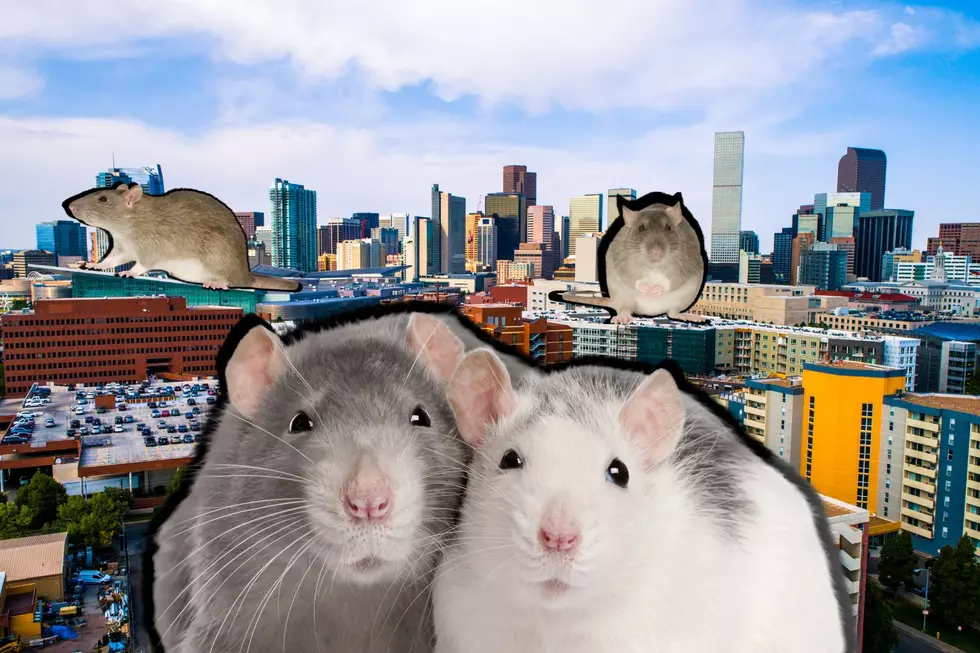 Denver Ranks as One of the Worst Cities For Rats