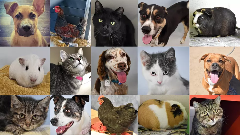 Clear The Shelters: Adoptable Dogs, Cats And Critters In Northern Colorado