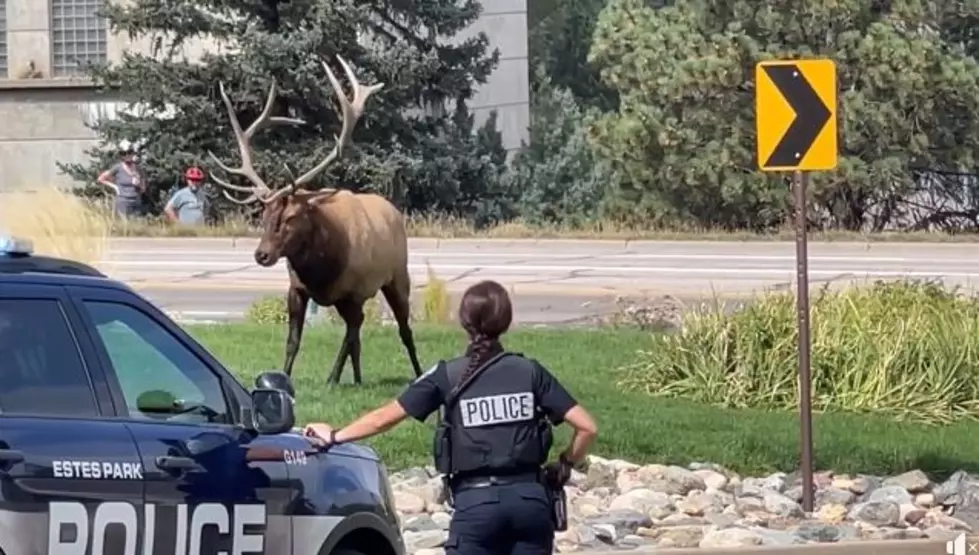 Colorado Elk Caught In A Tangle In The Heart Of Estes Park