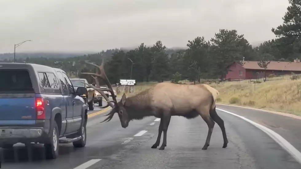 Elk Surround Vehicles On Estes Park Highway, Charge At Truck