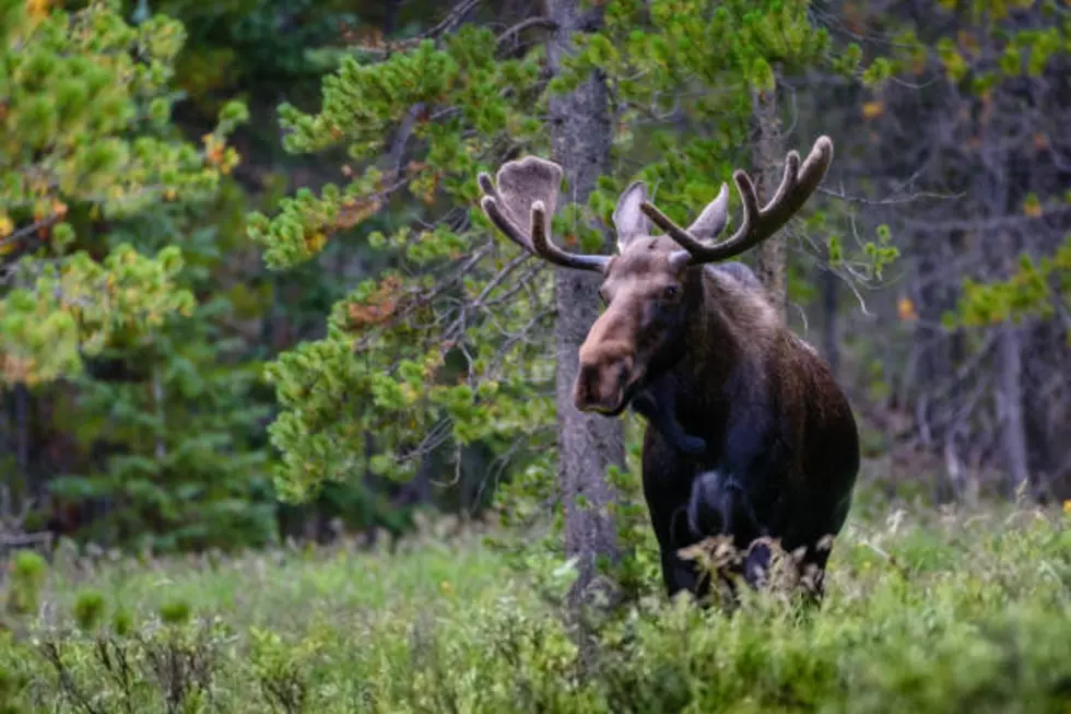 Colorado Bowhunter Charged + Attacked By Moose In Larimer County