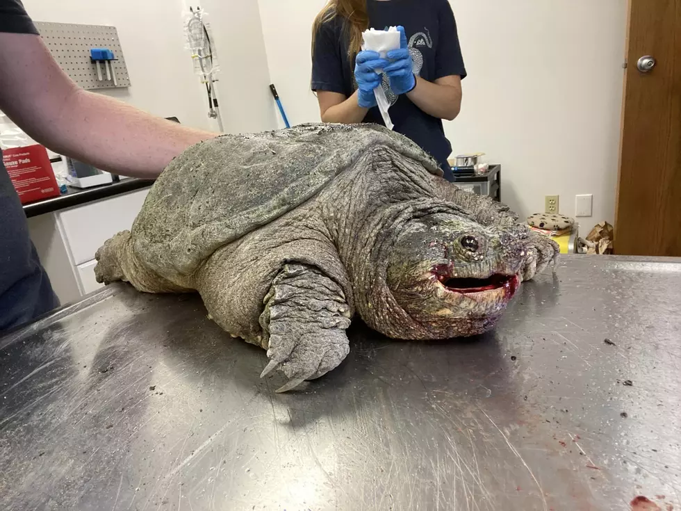 Snapping Turtle Hit By Car in Northern Colorado Needs Surgery