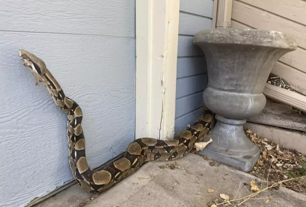 Giant Boa Found Slithering Through A Fort Collins Neighborhood