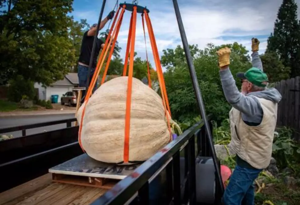 The 2 Biggest Pumpkins Ever Grown In Colorado Are Now On Display