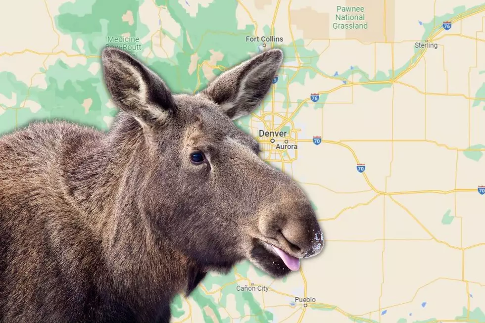 Moose on the Loose: How Did A Moose End Up in Eastern Colorado?