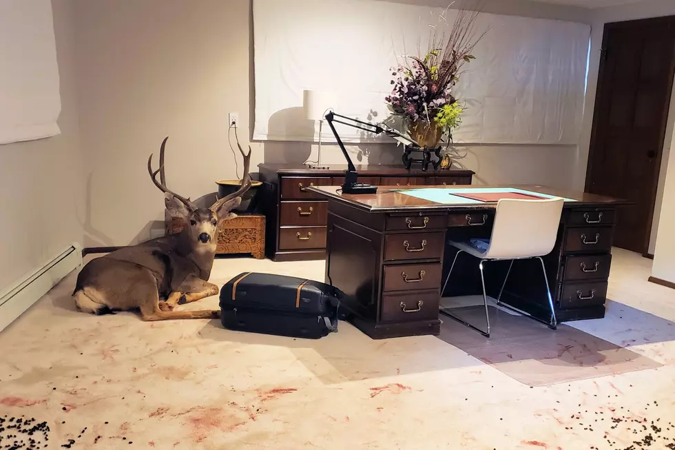 What the Buck? A Mule Deer Busts Into a Colorado Springs Basement