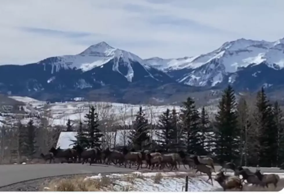 Watch: Massive Elk Herd Goes Rumbling Over A Colorado Highway