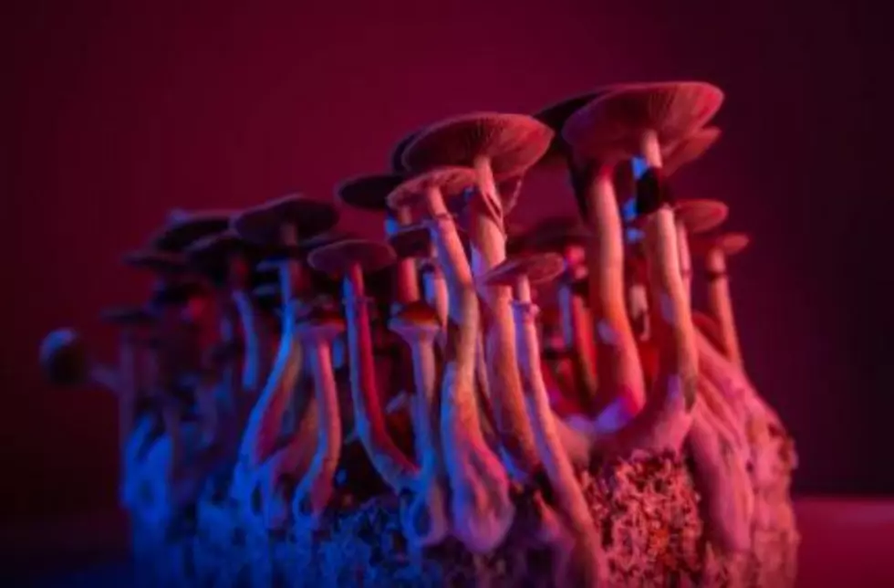 Colorado Becomes the Second State to Legalize ‘Magic Mushrooms’