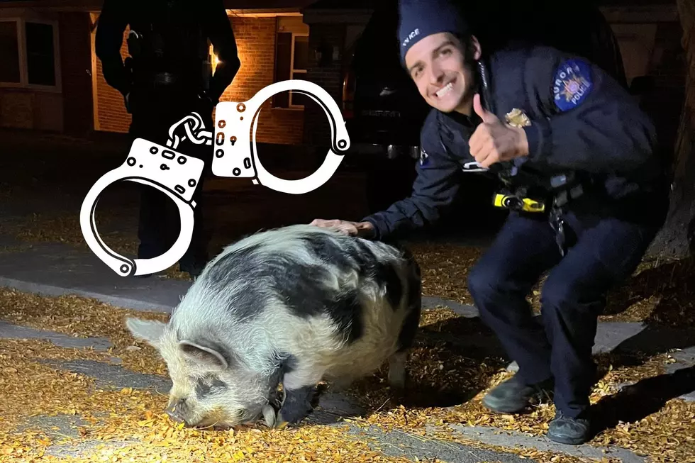 Apple Eating Runaway Pig Was Rescued by Aurora Police Department