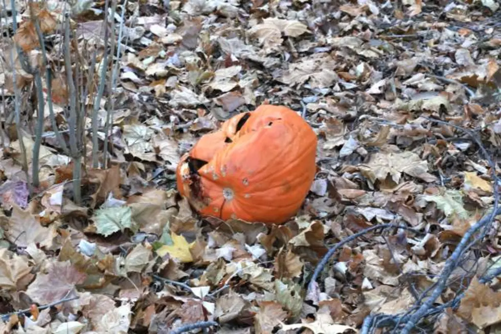 Tossing Your Pumpkins? Don&#8217;t Feed Them To Colorado Wildlife &#8211; Here&#8217;s Why