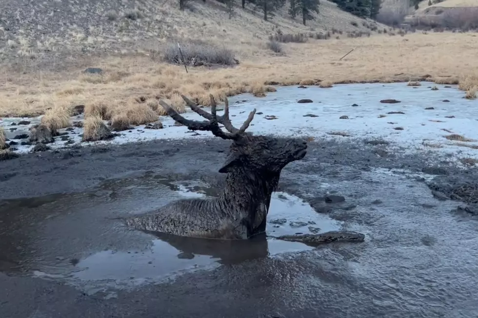 Bull Elk Gets Rescued From a Mud Pit in Southwestern Colorado