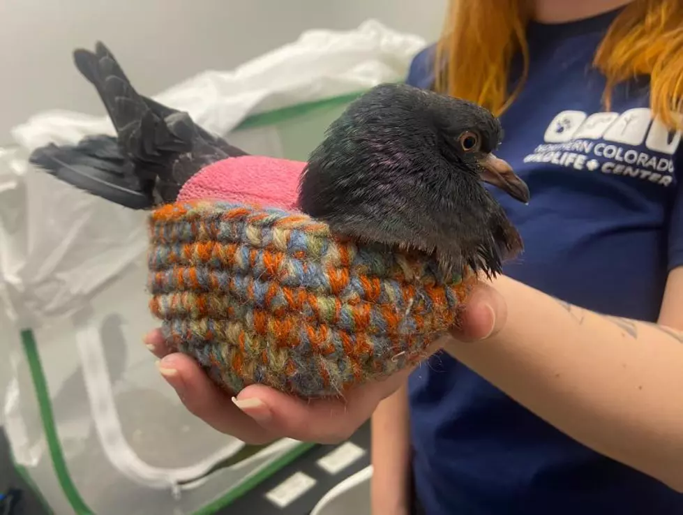 You’ve Got to see This Cute Colorado Pigeon in a Knitted Nest