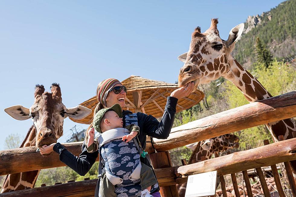 Cheyenne Mountain Zoo is Still One of the Best in the Nation