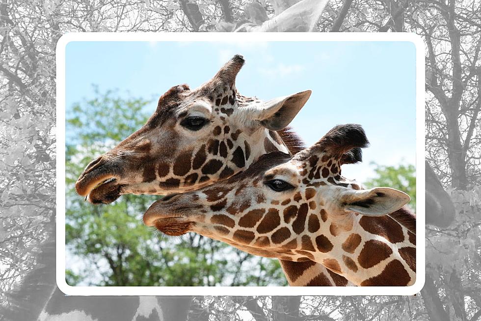 The Denver Zoo Mourns the Loss of Kipele the Giraffe