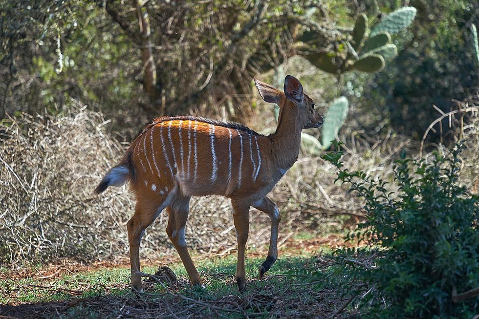 Colorado Zoo Welcomes Two Baby Bongos But What’s a Bongo Anyway?