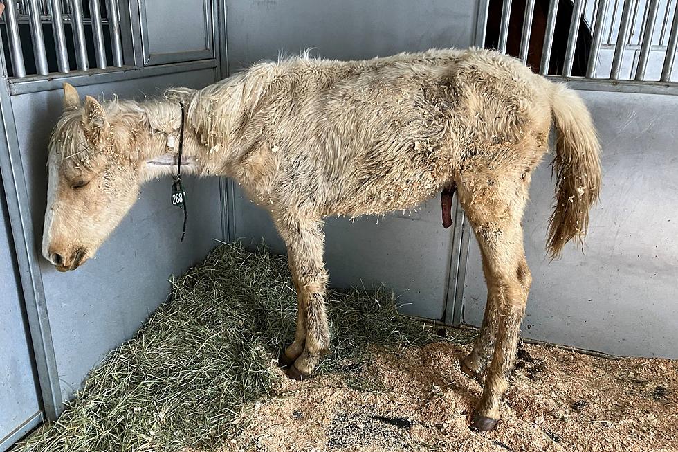Neglected Colorado Colt Makes Miraculous Recovery