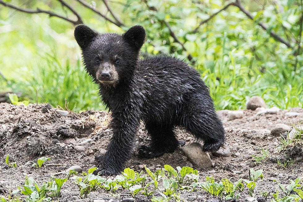 Bear Cub Electrocuted After Rummaging Through a Garbage Can