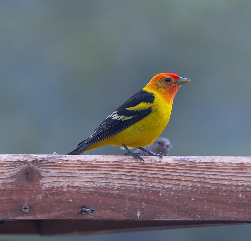 It's Time - Western Tanagers Are Migrating Through Colorado