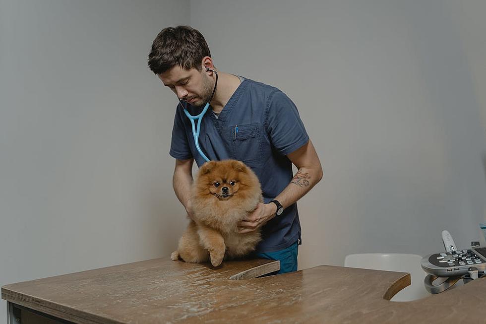 Tips for Picking the Best Veterinarian for Your Dog