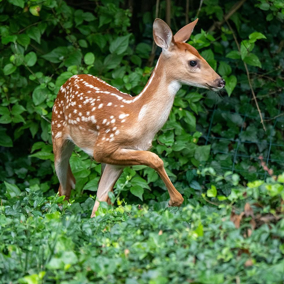 Colorado – Leave Fawns and Calves Alone in the Wild