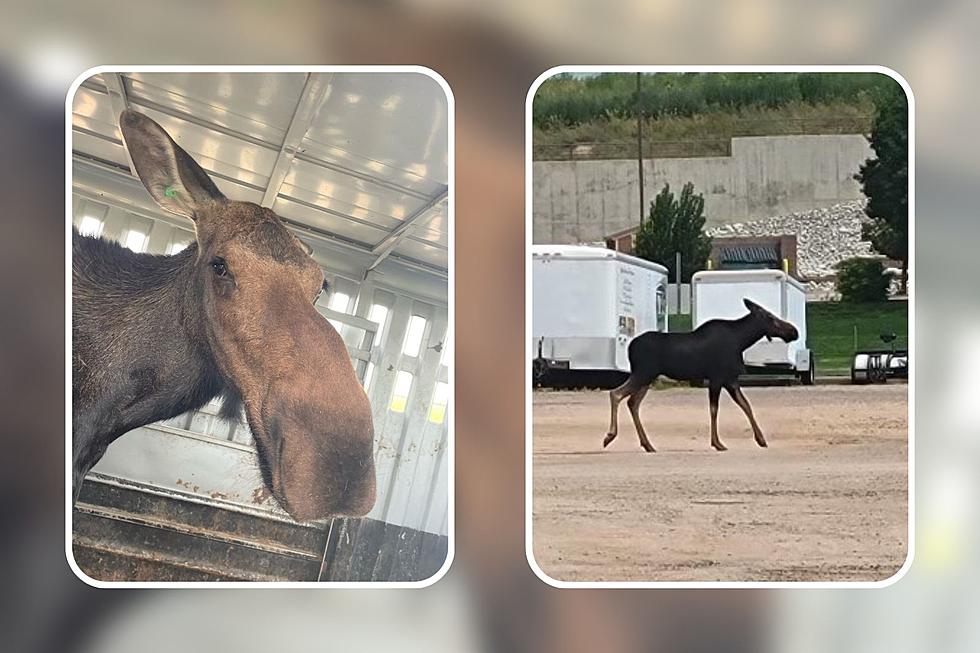 The Wandering Weld County Moose has Been Captured and Relocated
