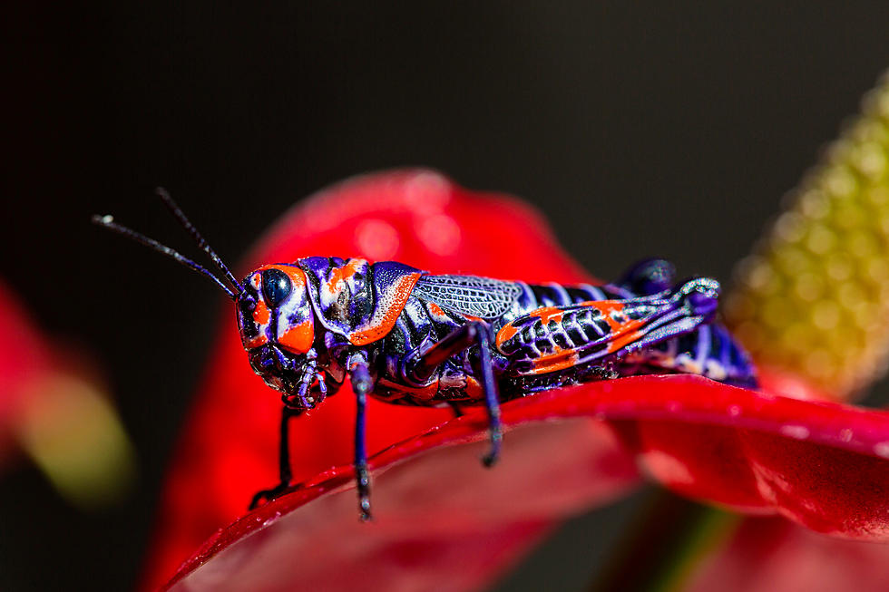 Broncos Fans Are Loving This Colorful Bug Found in Colorado