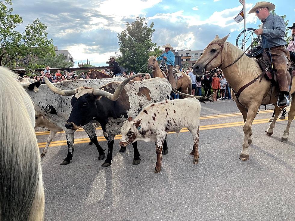 Castle Rock’s Annual Cattle Drive is a Colorado Tradition
