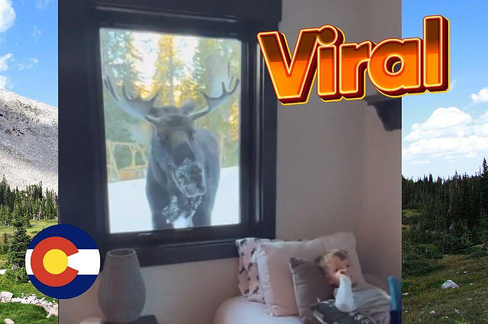 CUTE ALERT: Moose Watching Child Video Goes Viral Again