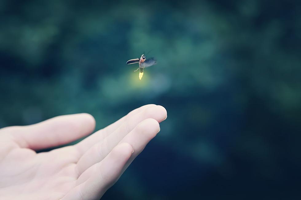 Fireflies Hatch in Captivity for the First Time Ever in Colorado