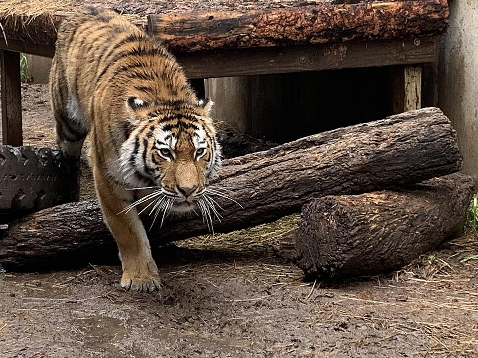Cheyenne Mountain Zoo Mourns the Loss of 2 Year Old Amur Tiger