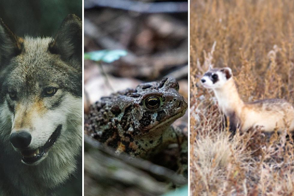 The Most Endangered Animals in Colorado