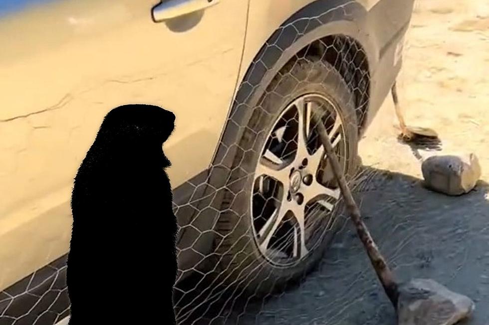 Are People Really Wrapping Cars With Chicken Wire in Colorado?