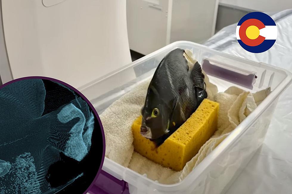 HILARIOUS: Fish Gets CT Scan at Denver Zoo - Take A Look