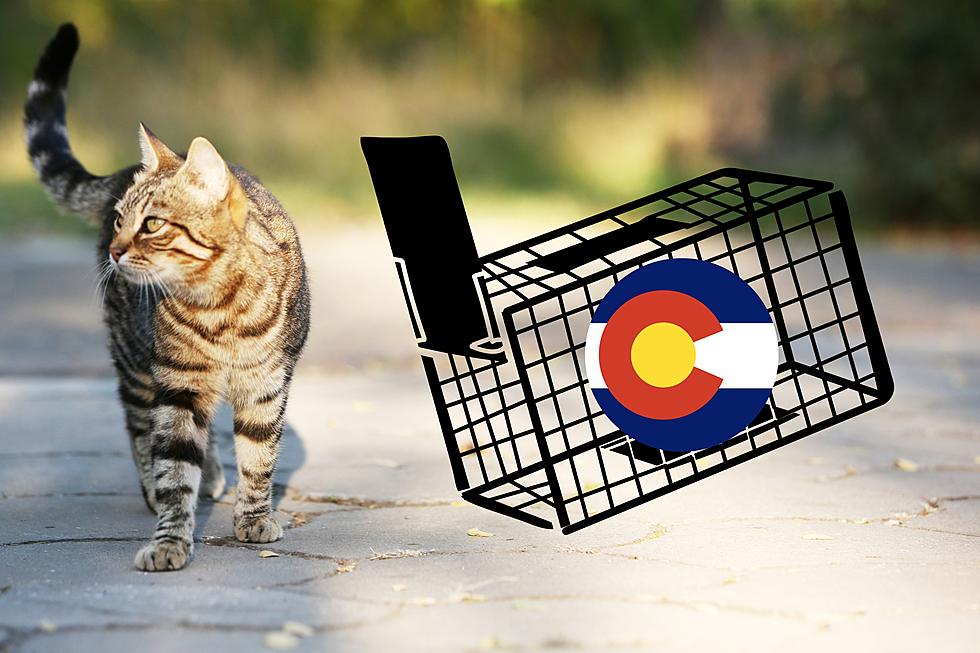 LOOK OUT: Mass Amount of Cats Being Stolen in Colorado