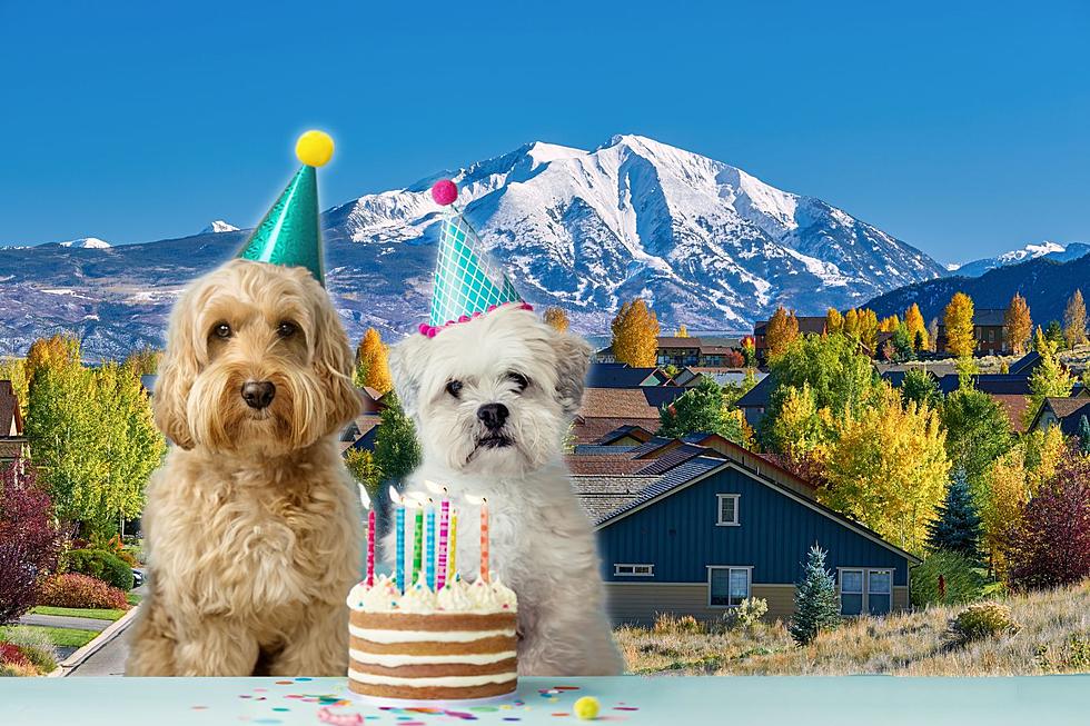 It's No Surprise, Coloradans Love to Spoil Their Dogs