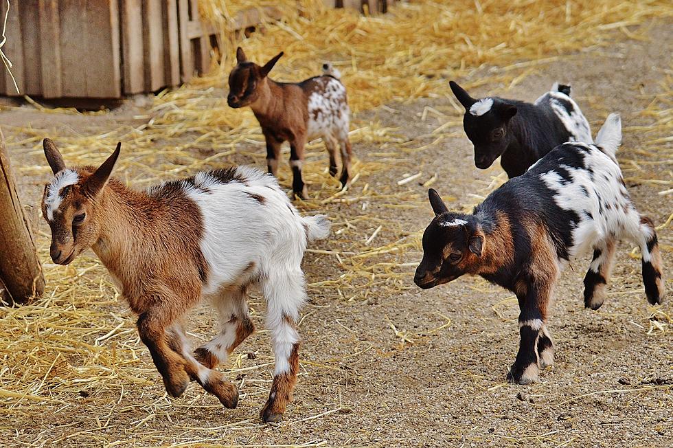 58 Goats Rescued From Colorado Hoarding Situation