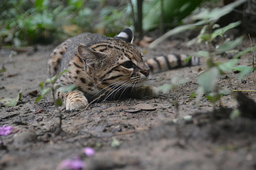 Geoffroy’s Cat Confiscated at Colorado Airport Now Living at Zoo