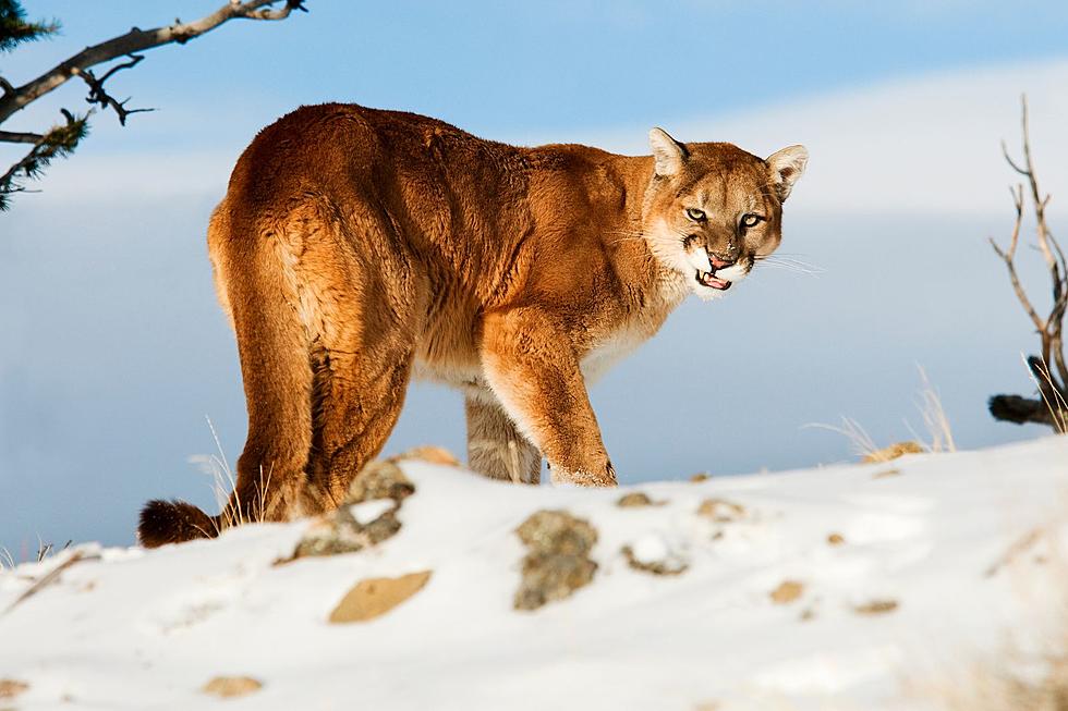 Colorado Mountain Lion Euthanized After Recent Attacks