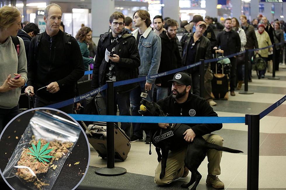 No – The Dogs at Colorado’s Airports Aren’t Sniffing For Weed