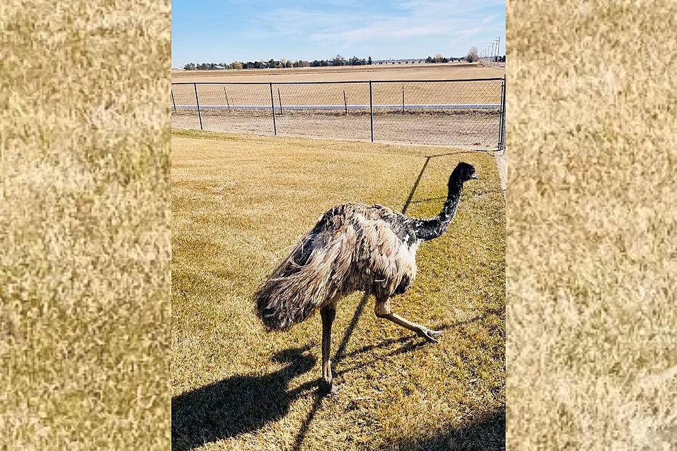 Police Capture Runaway Emu in Northern Colorado